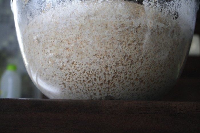 Sourdough starter chewing on sugar